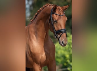 KWPN, Mare, 4 years, 16,1 hh, Chestnut-Red