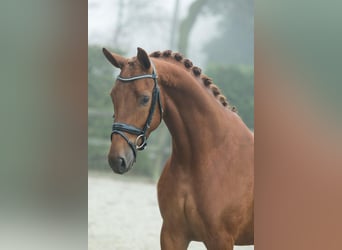 KWPN, Mare, 4 years, 16.1 hh, Chestnut-Red