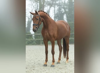 KWPN, Mare, 4 years, 16.1 hh, Chestnut-Red