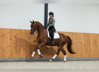 KWPN, Mare, 4 years, 16.1 hh, Chestnut-Red