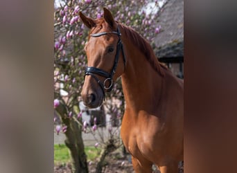 KWPN, Mare, 4 years, 16.1 hh, Chestnut-Red