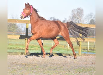 KWPN, Mare, 4 years, 16,1 hh, Chestnut-Red