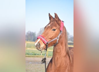 KWPN, Mare, 4 years, 16,1 hh, Chestnut-Red