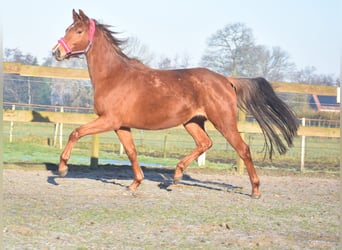 KWPN, Mare, 4 years, 16,1 hh, Chestnut-Red