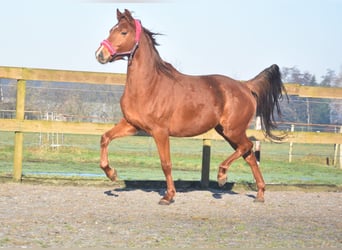 KWPN, Mare, 4 years, 16,1 hh, Chestnut-Red