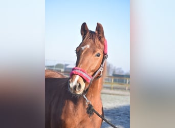 KWPN, Mare, 4 years, 16,1 hh, Chestnut-Red