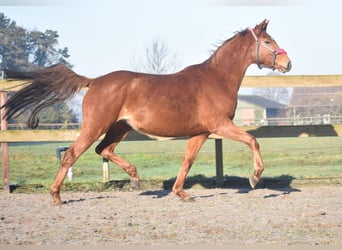 KWPN, Mare, 4 years, 16,1 hh, Chestnut-Red