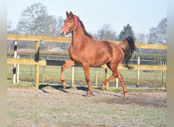 KWPN, Mare, 4 years, 16,1 hh, Chestnut-Red