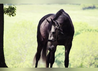 KWPN, Mare, 4 years, 16.1 hh, Gray-Dark-Tan