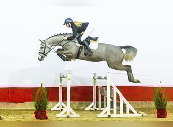 KWPN, Mare, 4 years, 16.1 hh, Grey