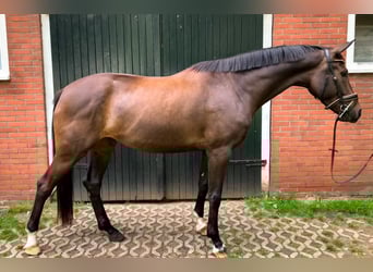 KWPN, Mare, 4 years, 16.1 hh, Smoky-Black