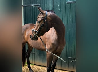 KWPN, Mare, 4 years, 16.1 hh, Smoky-Black