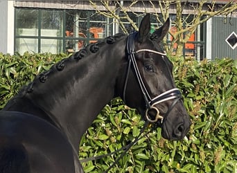 KWPN, Mare, 4 years, 16.1 hh, Smoky-Black