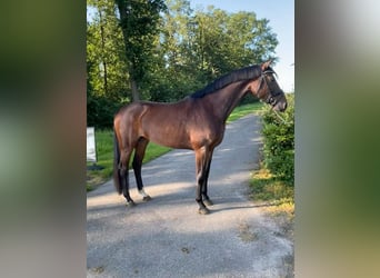 KWPN, Mare, 4 years, 16,2 hh, Bay-Dark