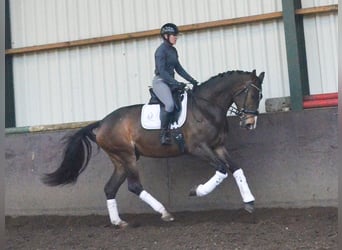 KWPN, Mare, 4 years, 16.2 hh, Bay-Dark