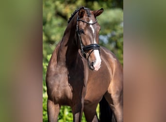 KWPN, Mare, 4 years, 16.2 hh, Bay-Dark