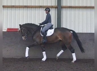KWPN, Mare, 4 years, 16.2 hh, Bay-Dark
