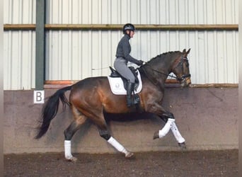 KWPN, Mare, 4 years, 16.2 hh, Bay-Dark