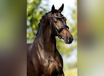KWPN, Mare, 4 years, 16.2 hh, Bay-Dark