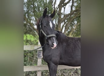KWPN, Mare, 4 years, 16.2 hh, Black