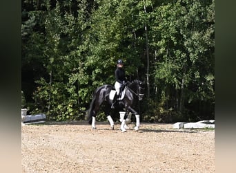 KWPN, Mare, 4 years, 16.2 hh, Black