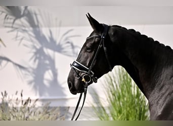 KWPN, Mare, 4 years, 16.2 hh, Black