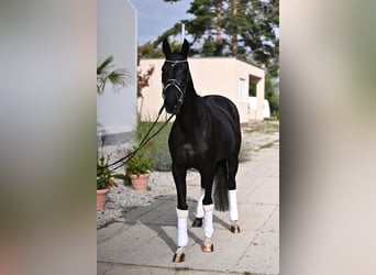KWPN, Mare, 4 years, 16.2 hh, Black
