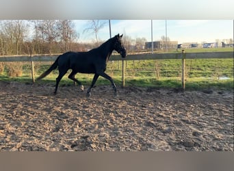 KWPN, Mare, 4 years, 16,2 hh, Black