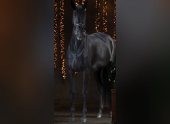 KWPN, Mare, 4 years, 16,2 hh, Black