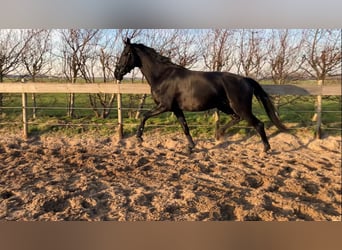 KWPN, Mare, 4 years, 16,2 hh, Black