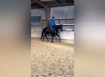 KWPN, Mare, 4 years, 16,2 hh, Black