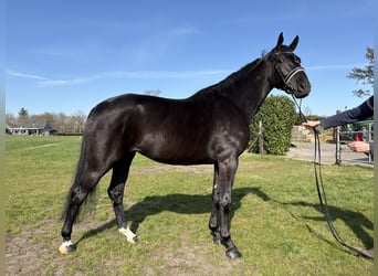 KWPN, Mare, 4 years, 16.2 hh, Black