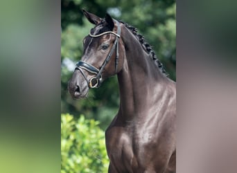 KWPN, Mare, 4 years, 16,2 hh, Black