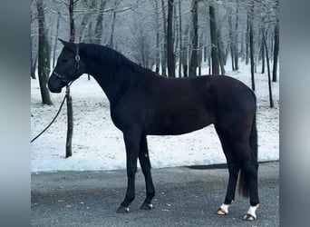 KWPN, Mare, 4 years, 16,2 hh, Black