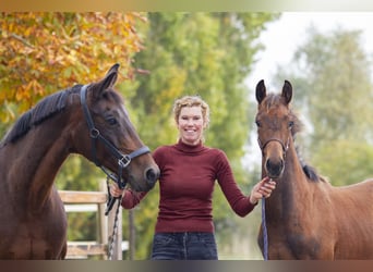 KWPN, Mare, 4 years, 16.2 hh, Brown