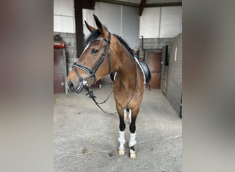 KWPN, Mare, 4 years, 16,2 hh, Brown