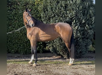 KWPN, Mare, 4 years, 16,2 hh, Brown