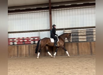 KWPN, Mare, 4 years, 16,2 hh, Brown