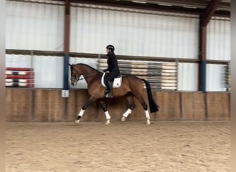 KWPN, Mare, 4 years, 16,2 hh, Brown