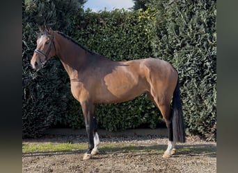 KWPN, Mare, 4 years, 16,2 hh, Brown