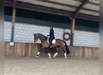 KWPN, Mare, 4 years, 16,2 hh, Brown