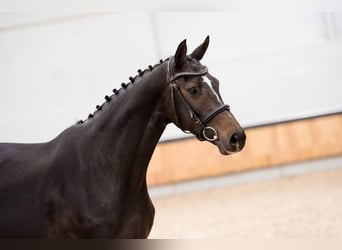 KWPN, Mare, 4 years, 16,2 hh, Brown