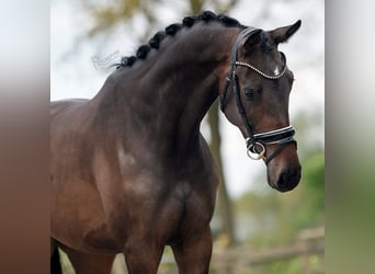 KWPN, Mare, 4 years, 16.2 hh, Brown