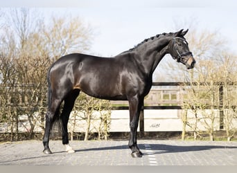 KWPN, Mare, 4 years, 16.2 hh, Brown Falb mold
