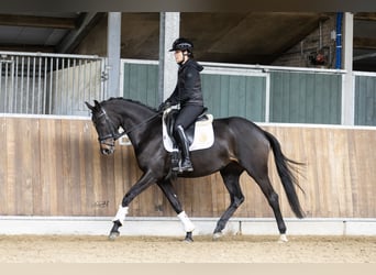 KWPN, Mare, 4 years, 16.2 hh, Brown Falb mold