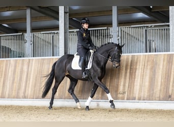 KWPN, Mare, 4 years, 16.2 hh, Brown Falb mold