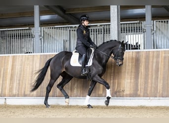 KWPN, Mare, 4 years, 16.2 hh, Brown Falb mold