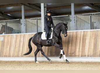 KWPN, Mare, 4 years, 16.2 hh, Brown Falb mold