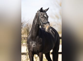 KWPN, Mare, 4 years, 16.2 hh, Brown Falb mold