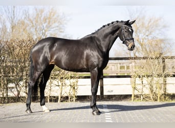 KWPN, Mare, 4 years, 16.2 hh, Brown Falb mold